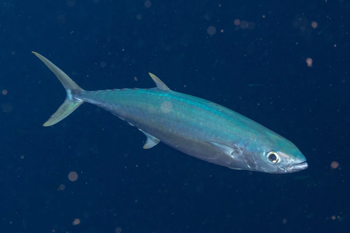 Grammatorcynus bilineatus - Ra, Western, Fiji