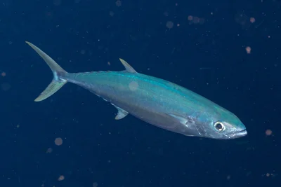 Grammatorcynus bilineatus - Ra, Western, Fiji
