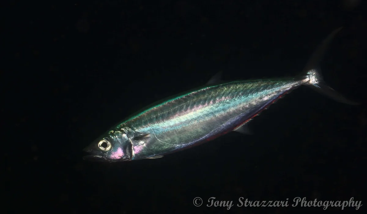 Grammatorcynus bilineatus - Bacong, Negros Oriental, Philippines
