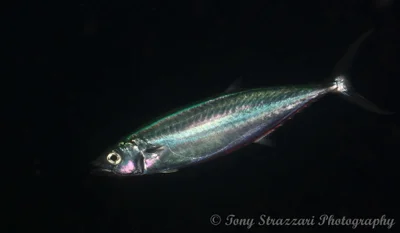 Grammatorcynus bilineatus - Bacong, Negros Oriental, Philippines
