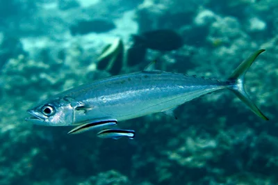 Double-Lined Mackerel