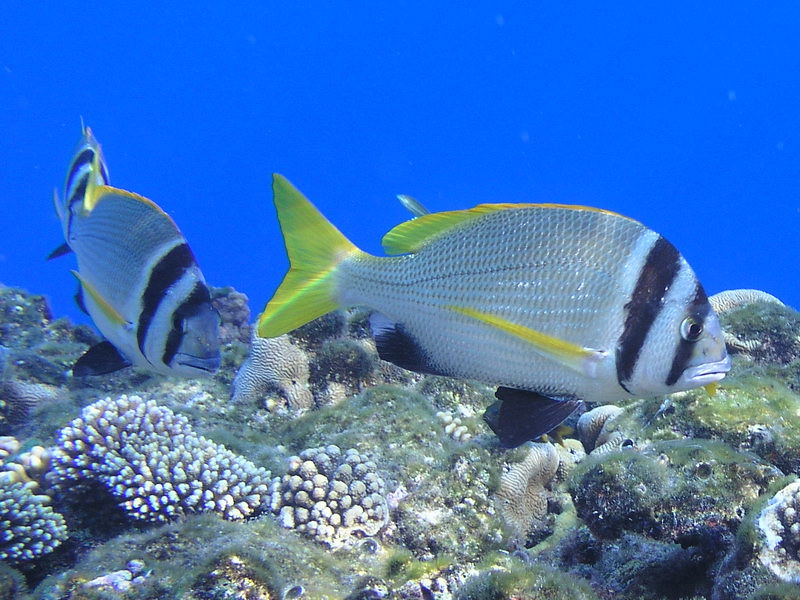 Captain (Acanthopagrus Bifasciatus)