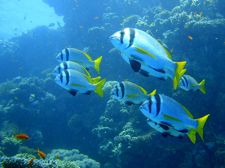 Doublebar bream