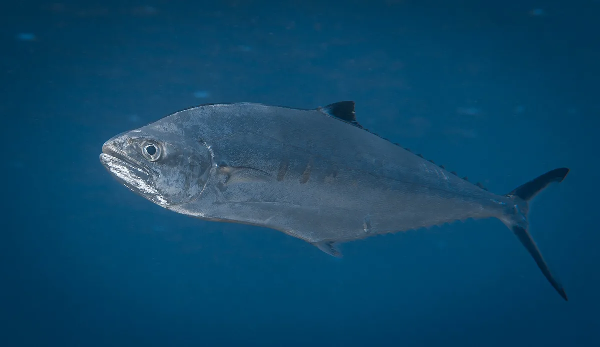 Doublespotted Queenfish
