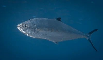 Doublespotted Queenfish