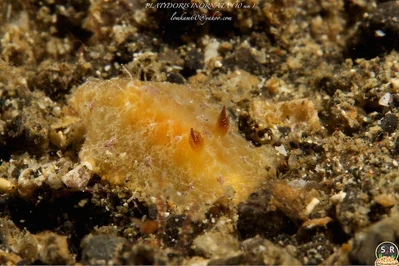 PLATYDORIS INORNATA (10 mm)