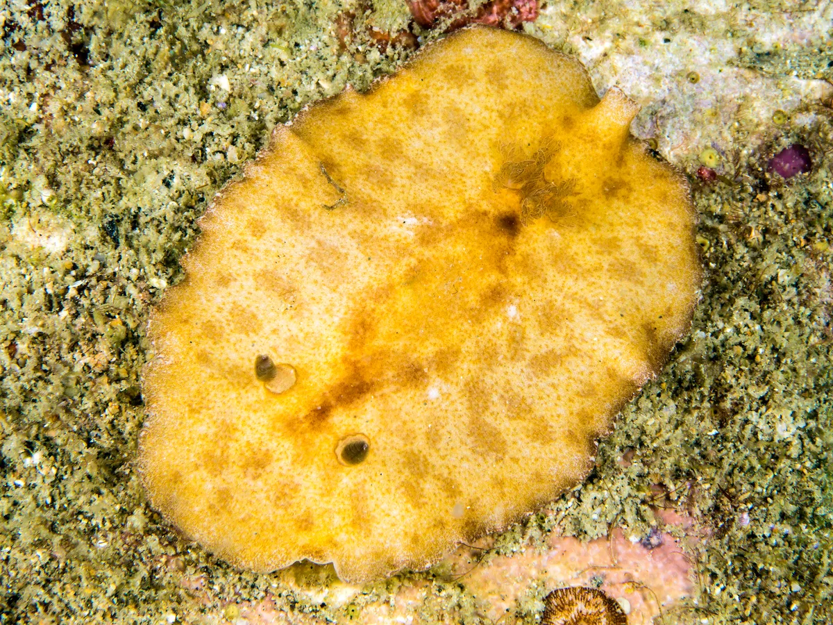 Platydoris inornata 01