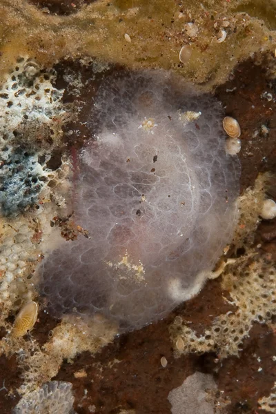 Platydoris inornata 01 - Nudi Pixel