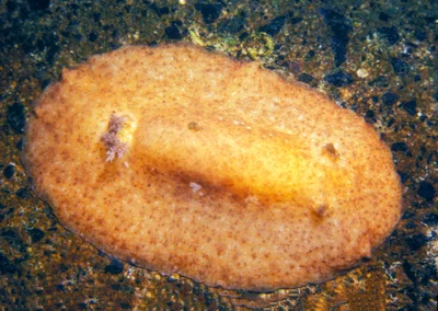 Platydoris inornata - Kure Atoll, HI, USA