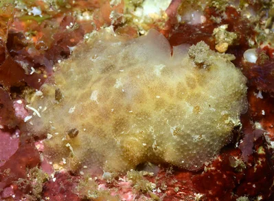 Platydoris inornata - Tingloy, Batangas, Philippines