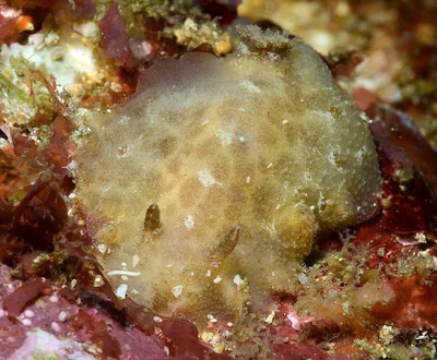 Platydoris inornata - Tingloy, Batangas, Philippines