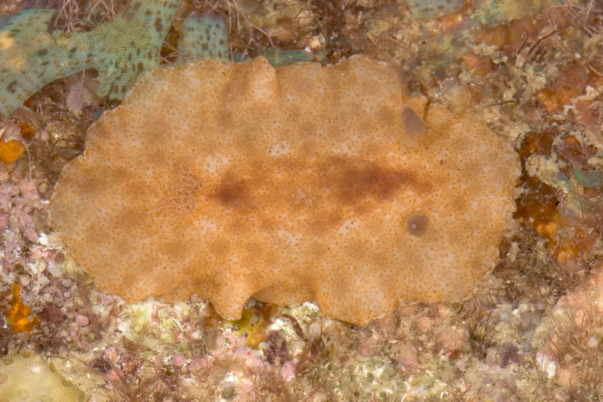 Platydoris inornata - Sofia, Madagascar