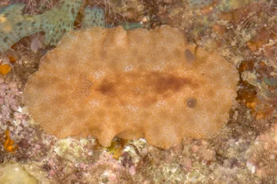 Platydoris inornata - Sofia, Madagascar