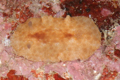 Platydoris inornata - Sofia, Madagascar