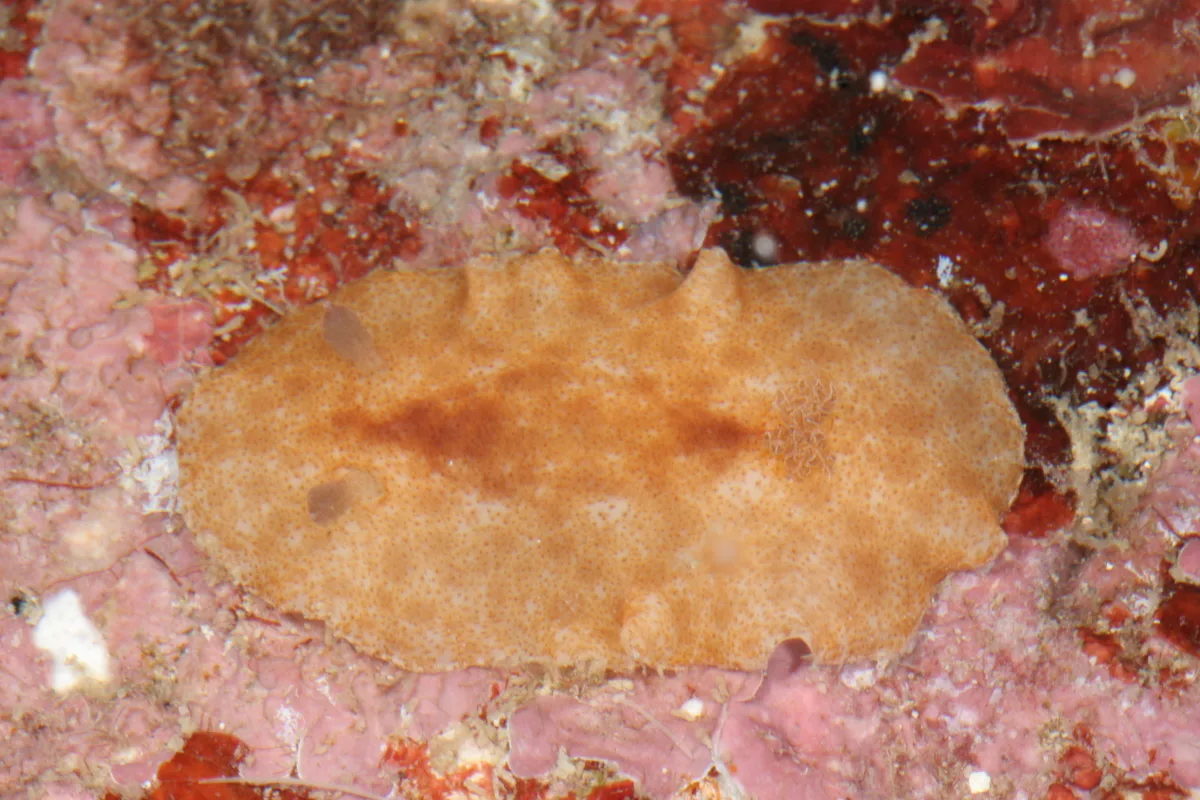 Platydoris inornata - Sofia, Madagascar