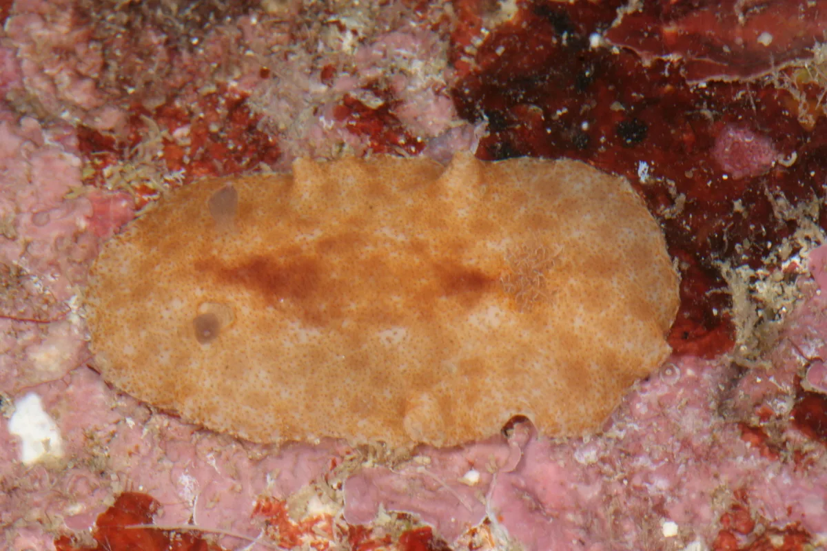 Platydoris inornata - Sofia, Madagascar