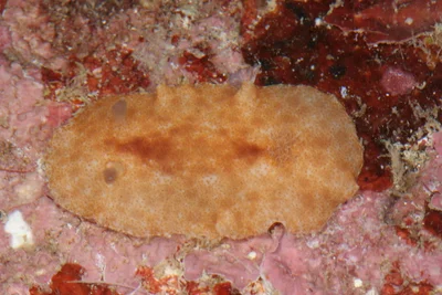 Platydoris inornata - Sofia, Madagascar