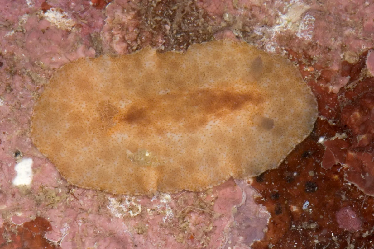 Platydoris inornata - Sofia, Madagascar