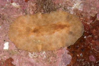 Platydoris inornata - Sofia, Madagascar