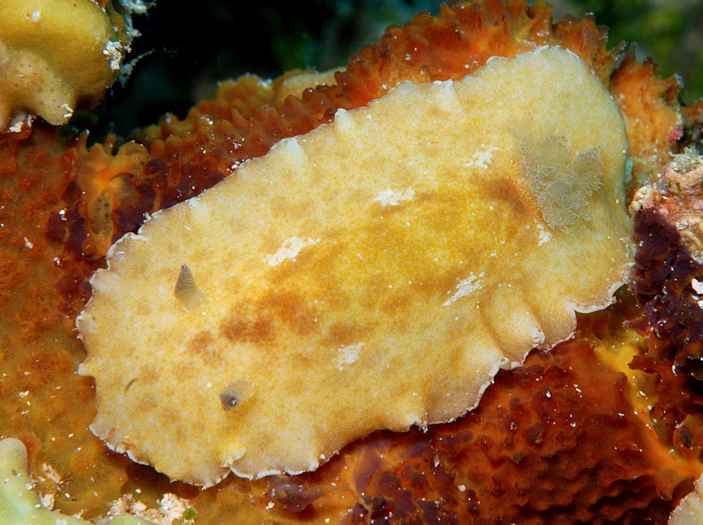 Platydoris inornata - Kwajalein Atoll, RMI, lagoon reef between Bigej and Meck Islands