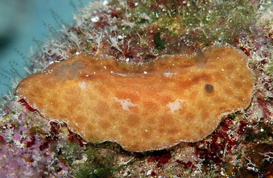 Platydoris inornata - Kwajalein Atoll, RMI, seaward reef between Ennubuj and Ennylabegan Islands