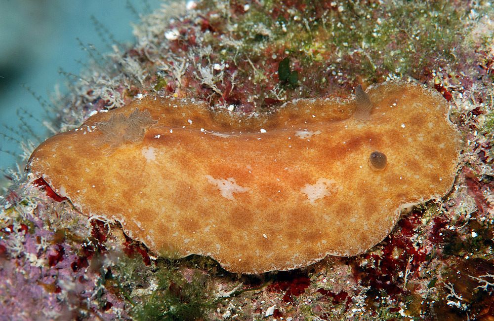 Platydoris inornata - Kwajalein Atoll, RMI, seaward reef between Ennubuj and Ennylabegan Islands