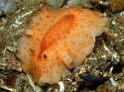 Platydoris inornata - Tingloy, Batangas, Philippines