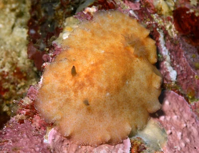 Platydoris inornata - Tingloy, Batangas, Philippines