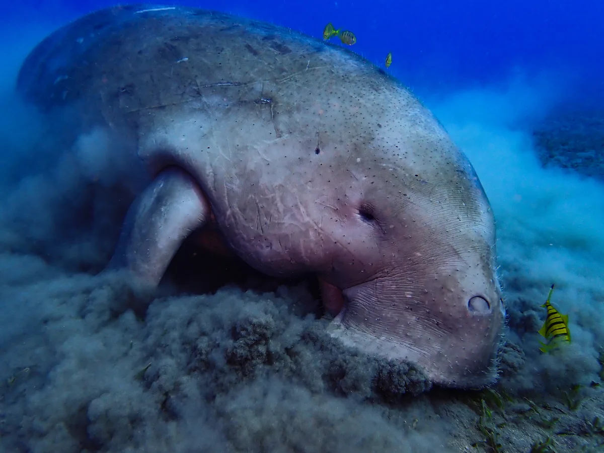 Dugong Dugon