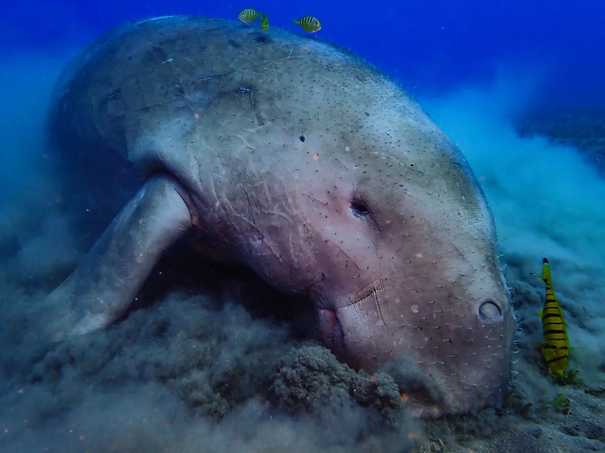 Dugong Dugon