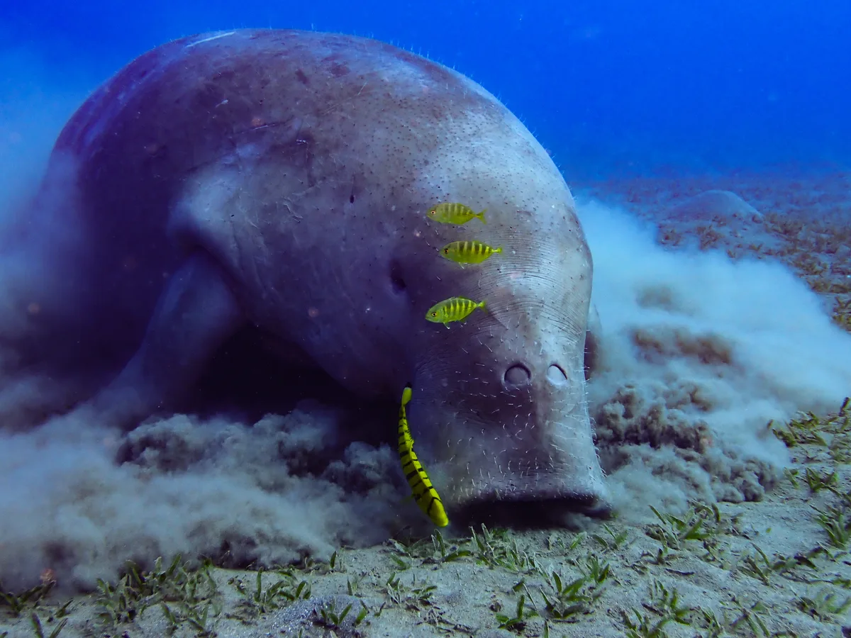Dugong Dugon