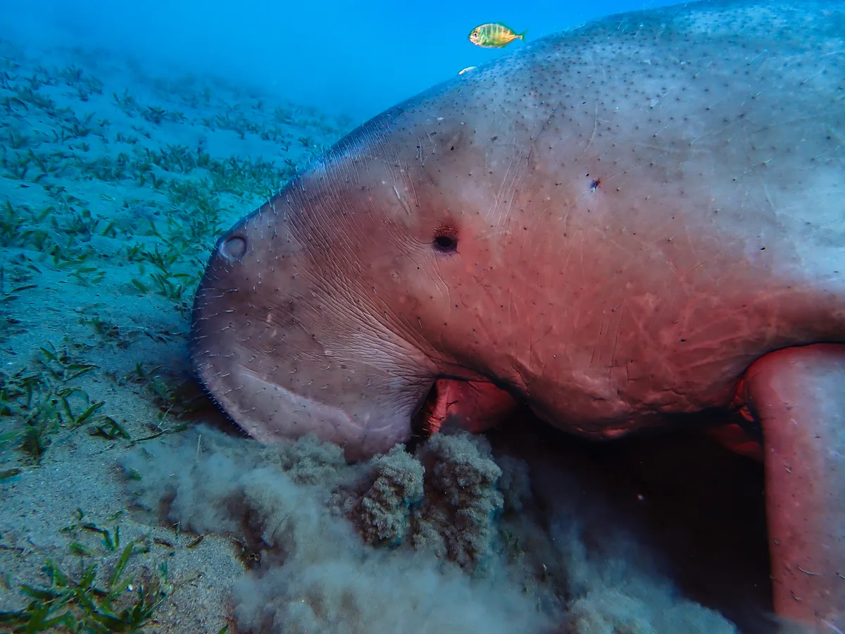 Dugong Dugon