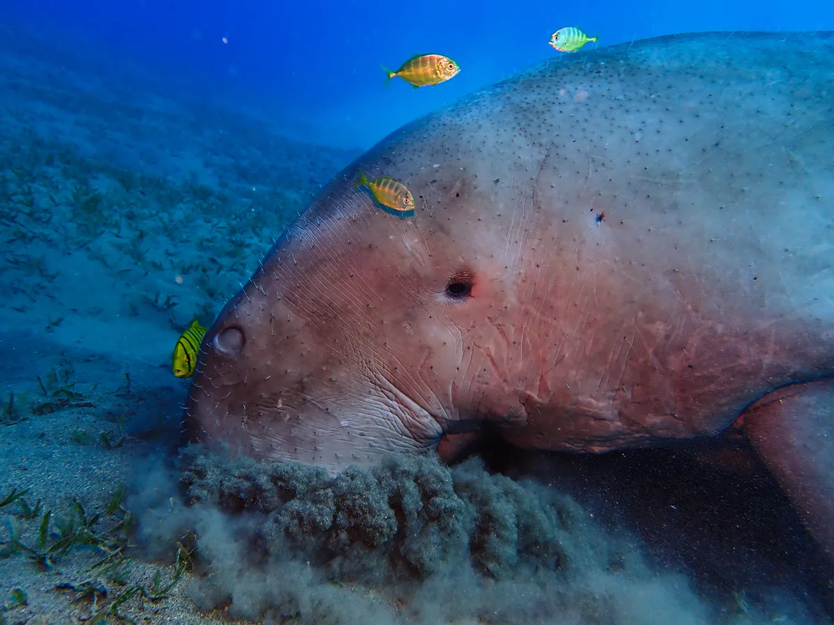 Dugong Dugon