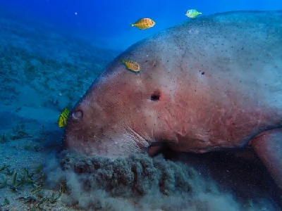 Dugong Dugon