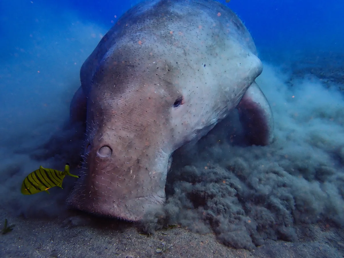 Dugong Dugon
