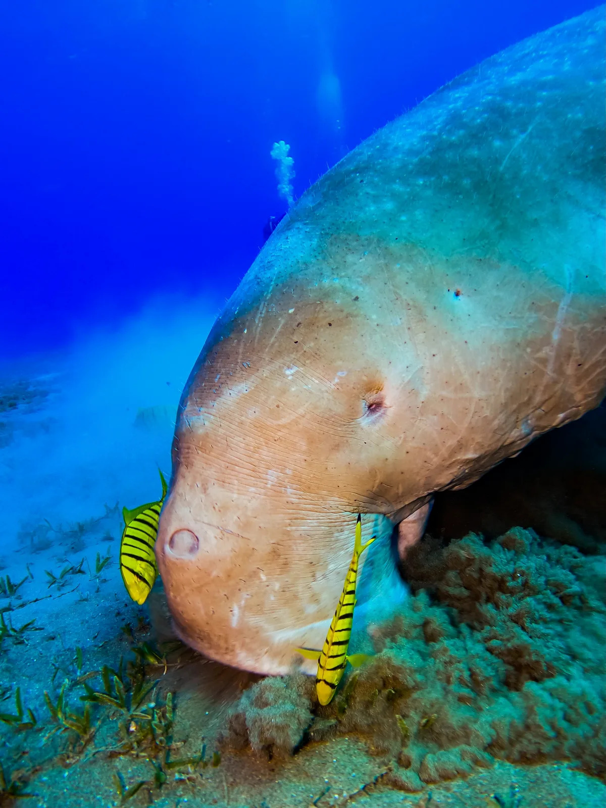 Dugong