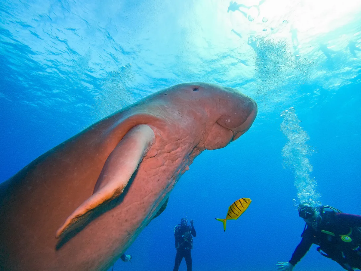 Dugong