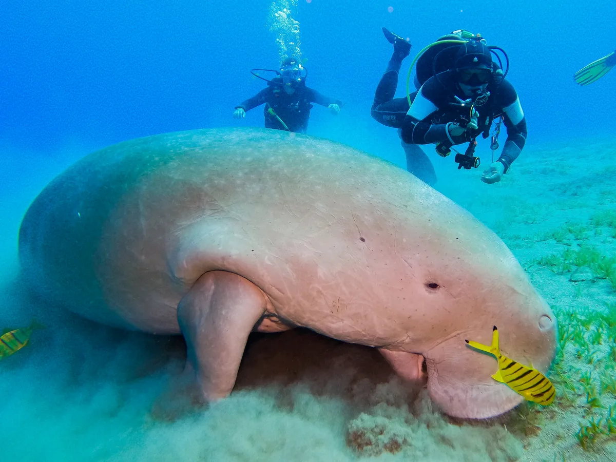 Dugong