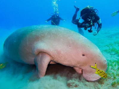 Dugong