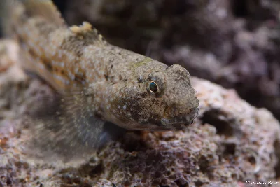 Dusky Frillgoby