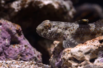 Dusky Frillgoby