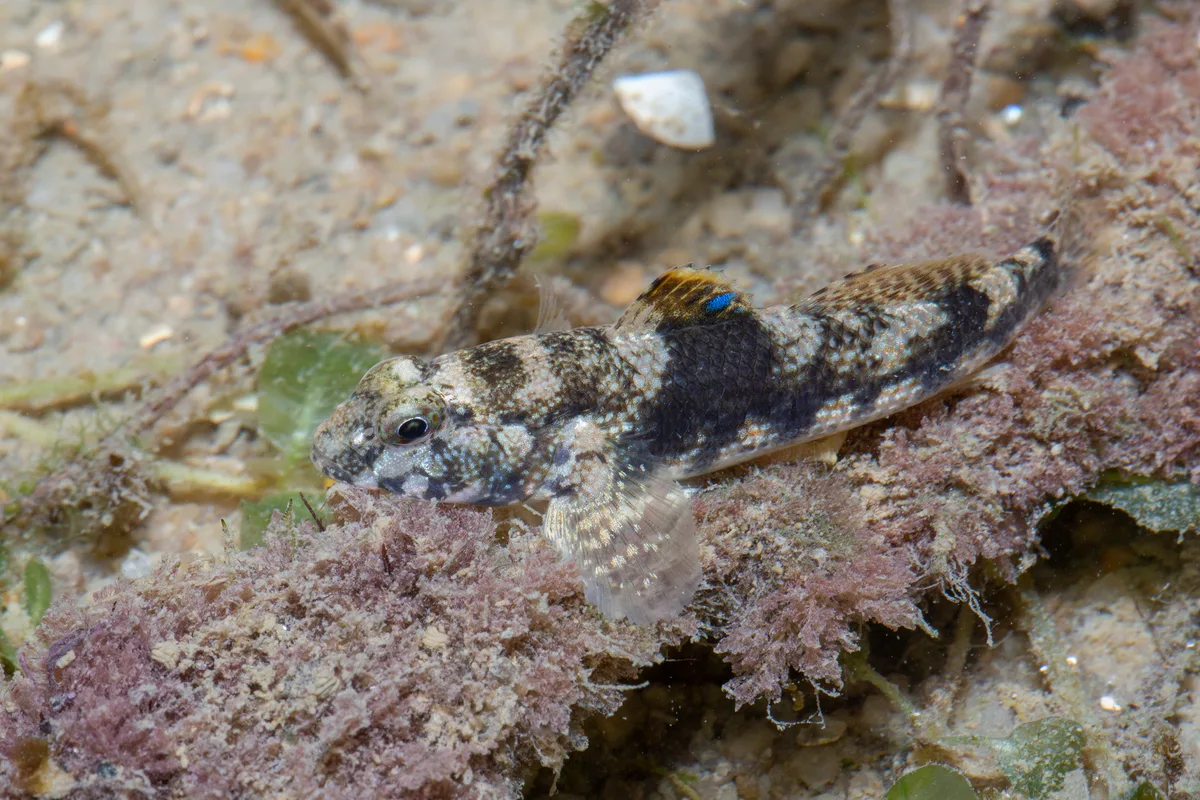 Dusky Frillgoby