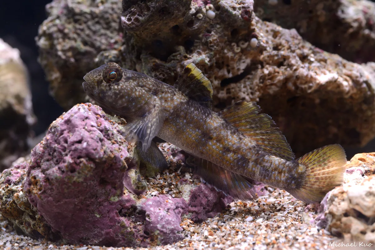 Bathygobius fuscus