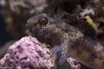 Bathygobius fuscus