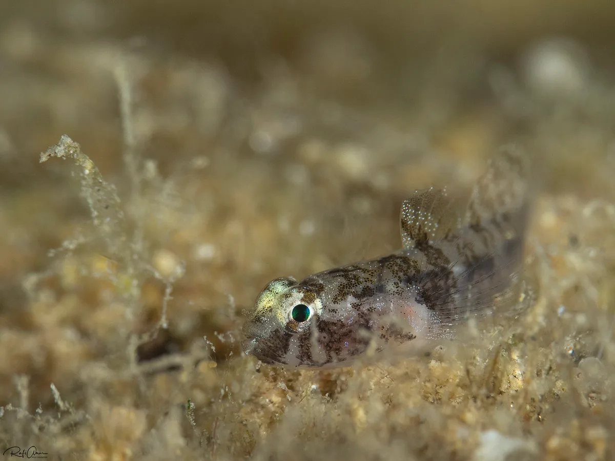 Hetereleotris sp.