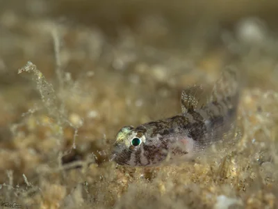 Hetereleotris sp.