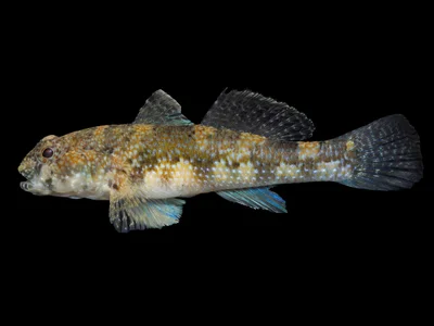 Dusky Frillgoby (Bathygobius fuscus)