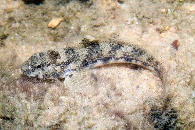 IMG_9428 goby