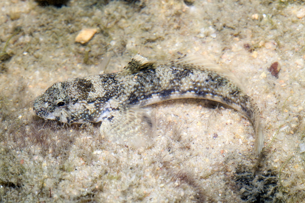 IMG_9428 goby