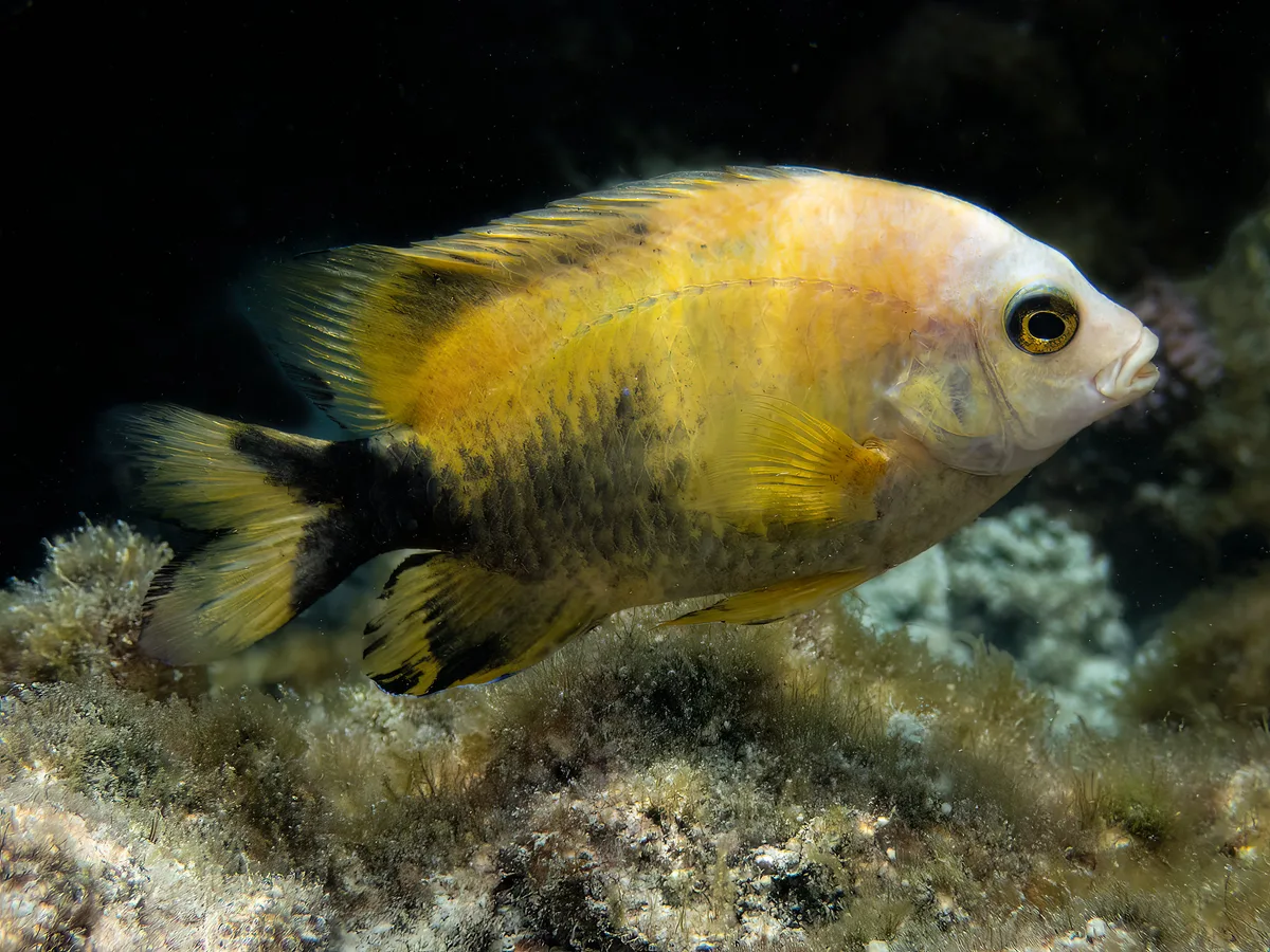 Stegastes nigricans